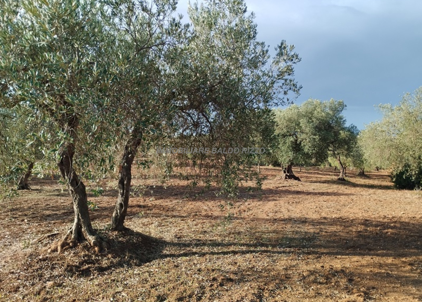 Contrada San Nicola, 91026, ,Terreno agricolo,In vendita,1563