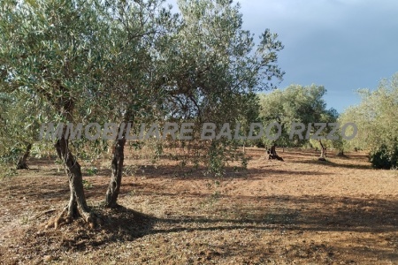 Contrada San Nicola, 91026, ,Terreno agricolo,In vendita,1563