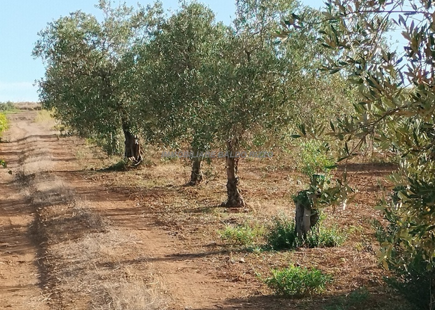 Contrada San Nicola, 91026, ,Terreno agricolo,In vendita,1563