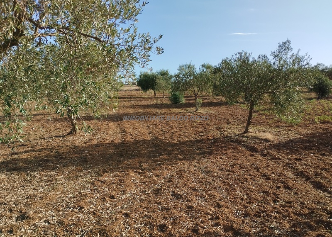 Contrada San Nicola, 91026, ,Terreno agricolo,In vendita,1563