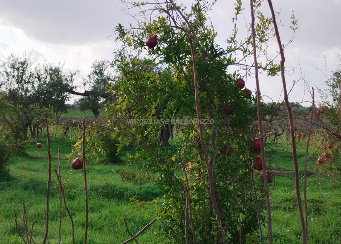 Viale Maranzano 36, 91026, ,Terreno agricolo,In vendita,Viale Maranzano 36,1570