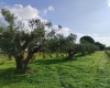 Viale Maranzano 36, 91026, ,Terreno agricolo,In vendita,Viale Maranzano 36,1570