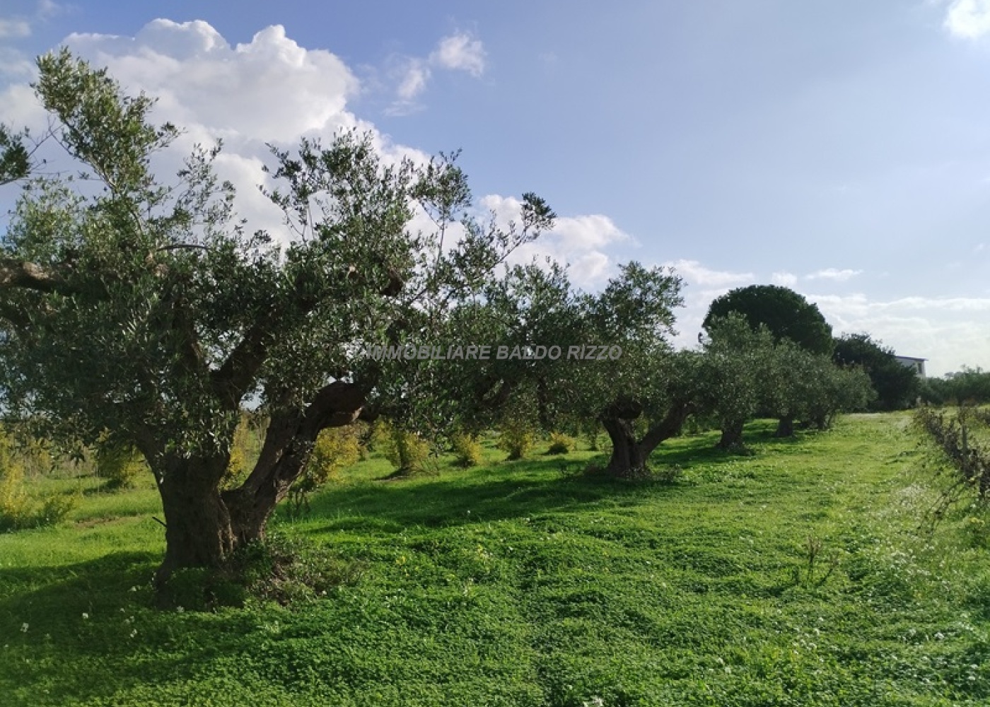 Viale Maranzano 36, 91026, ,Terreno agricolo,In vendita,Viale Maranzano 36,1570