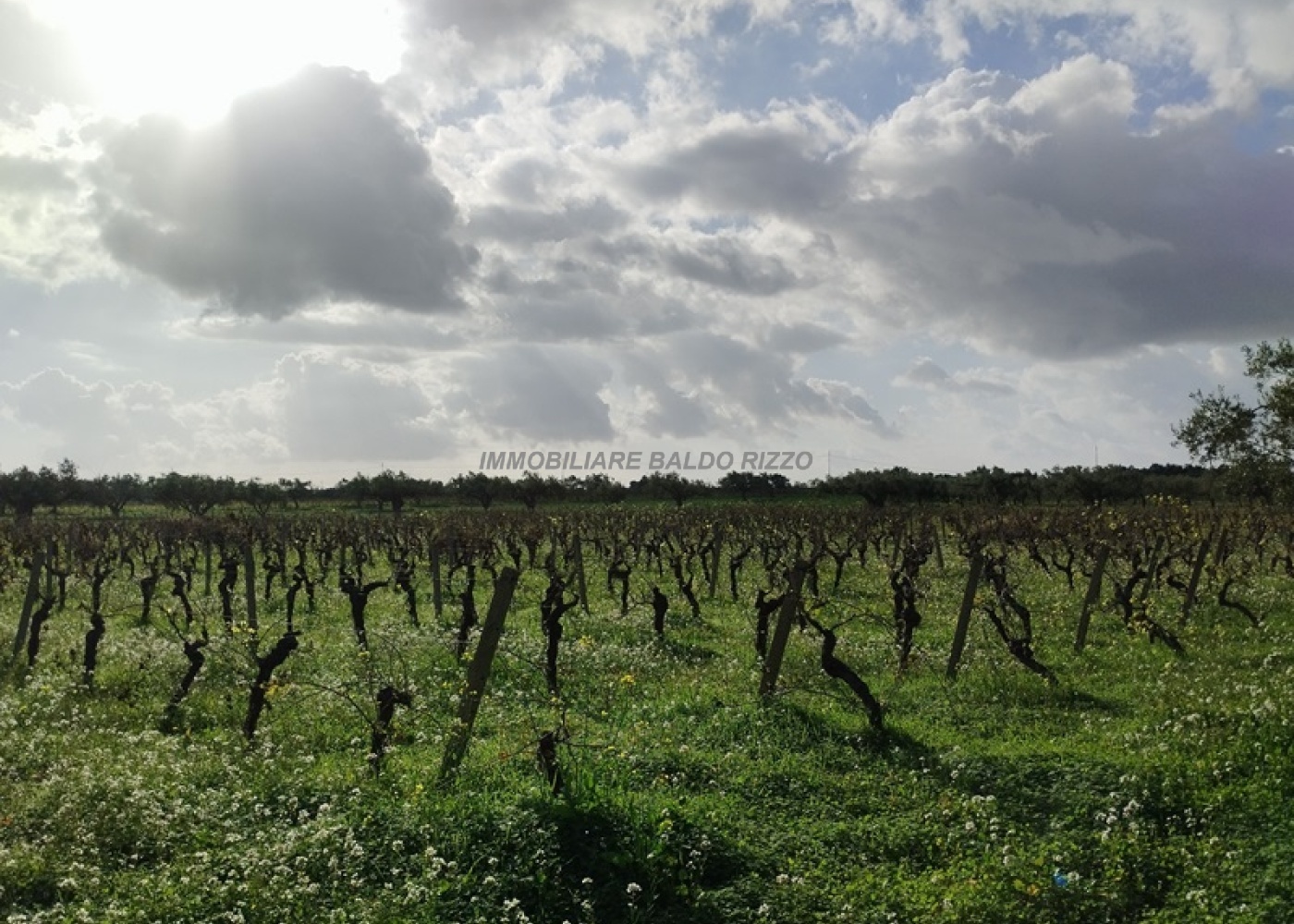 Viale Maranzano 36, 91026, ,Terreno agricolo,In vendita,Viale Maranzano 36,1570