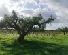 Viale Maranzano 36, 91026, ,Terreno agricolo,In vendita,Viale Maranzano 36,1570