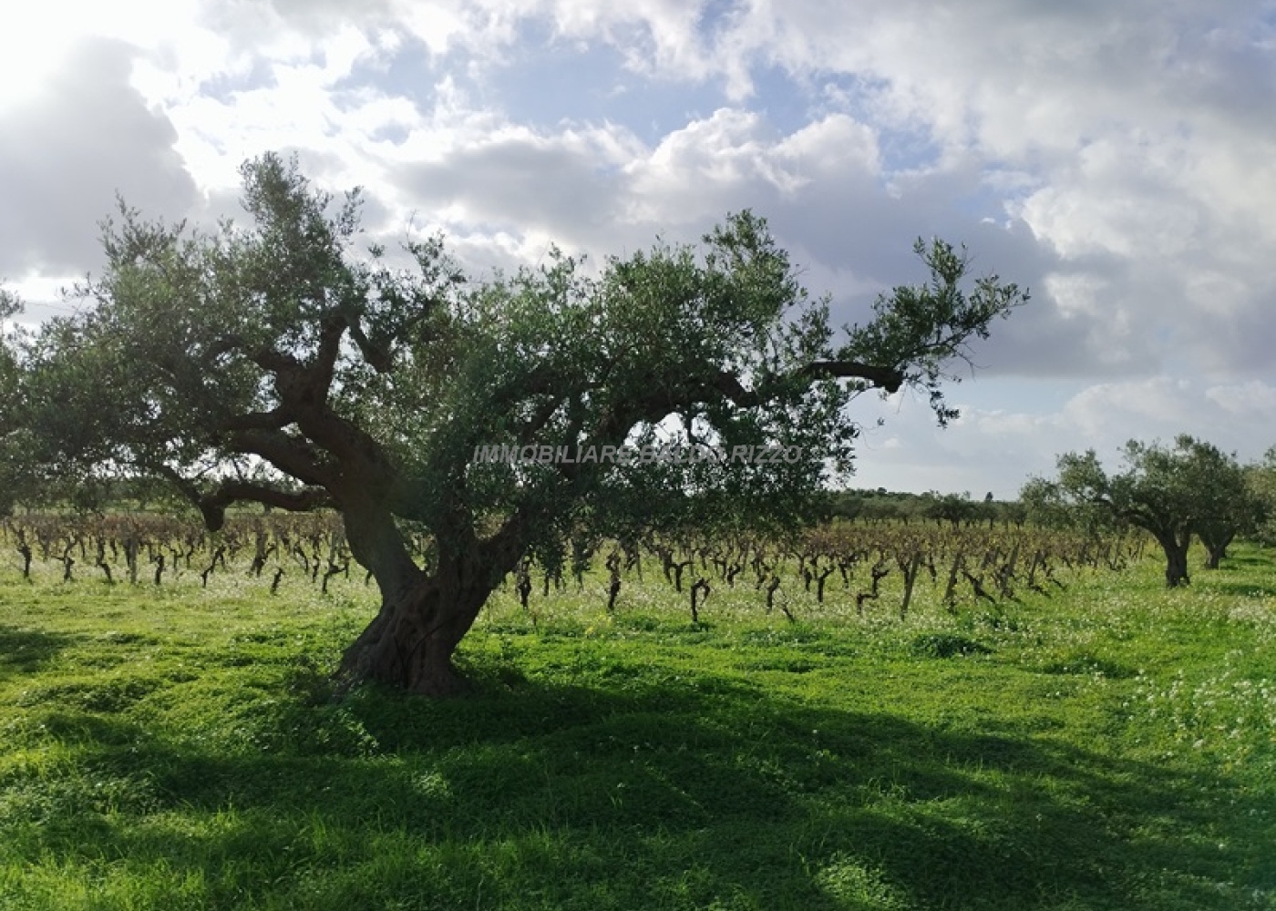 Viale Maranzano 36, 91026, ,Terreno agricolo,In vendita,Viale Maranzano 36,1570