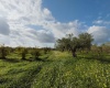 Viale Maranzano 36, 91026, ,Terreno agricolo,In vendita,Viale Maranzano 36,1570