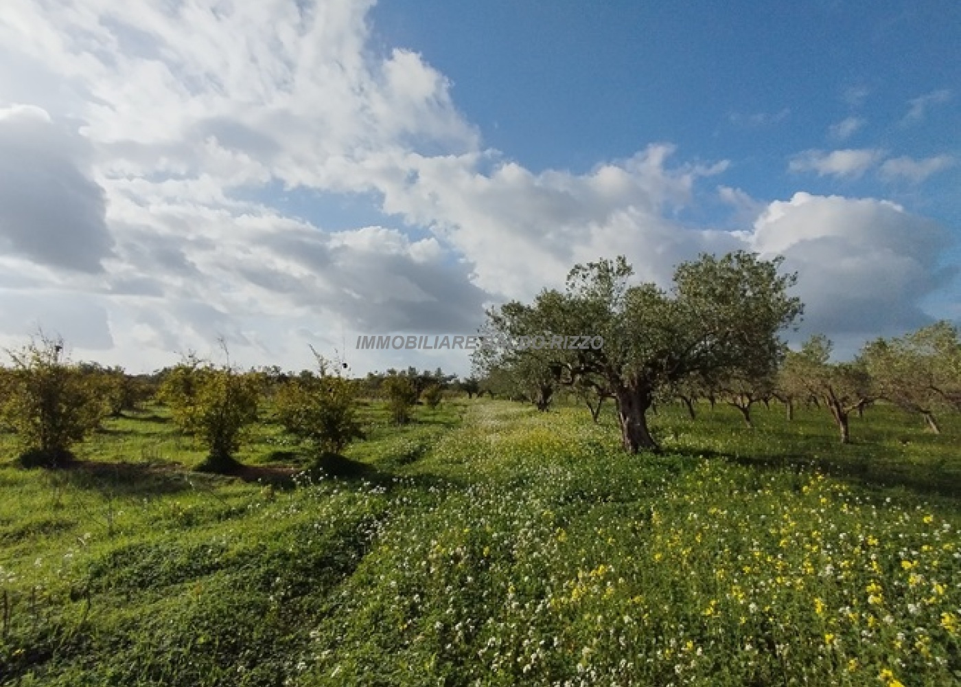 Viale Maranzano 36, 91026, ,Terreno agricolo,In vendita,Viale Maranzano 36,1570