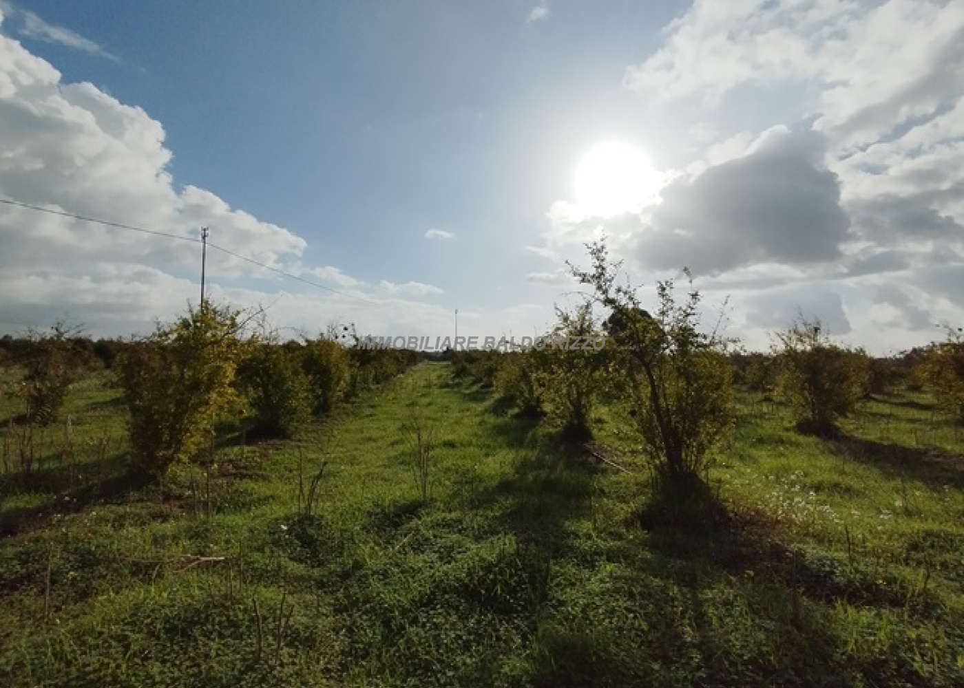 Viale Maranzano 36, 91026, ,Terreno agricolo,In vendita,Viale Maranzano 36,1570