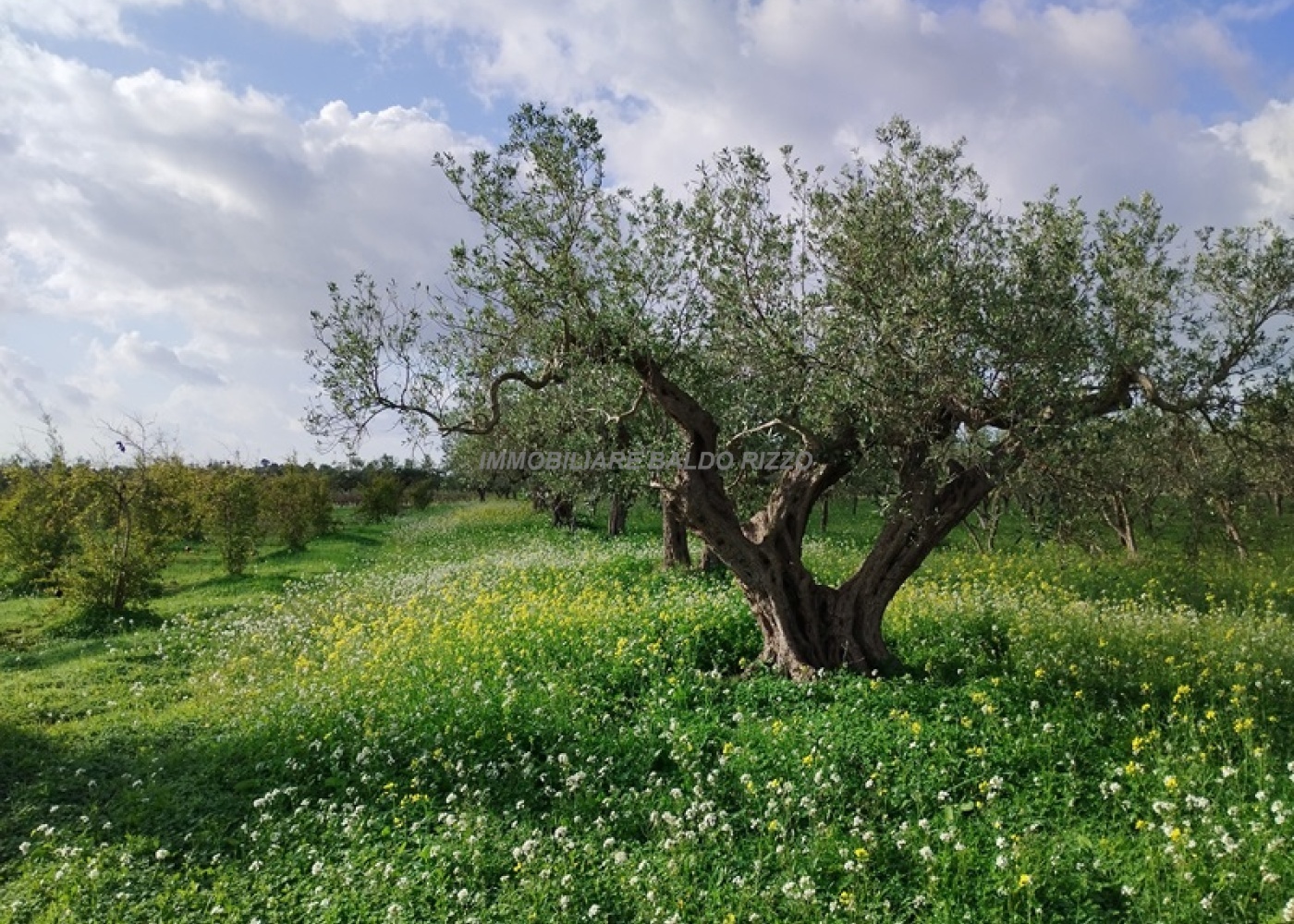 Viale Maranzano 36, 91026, ,Terreno agricolo,In vendita,Viale Maranzano 36,1570