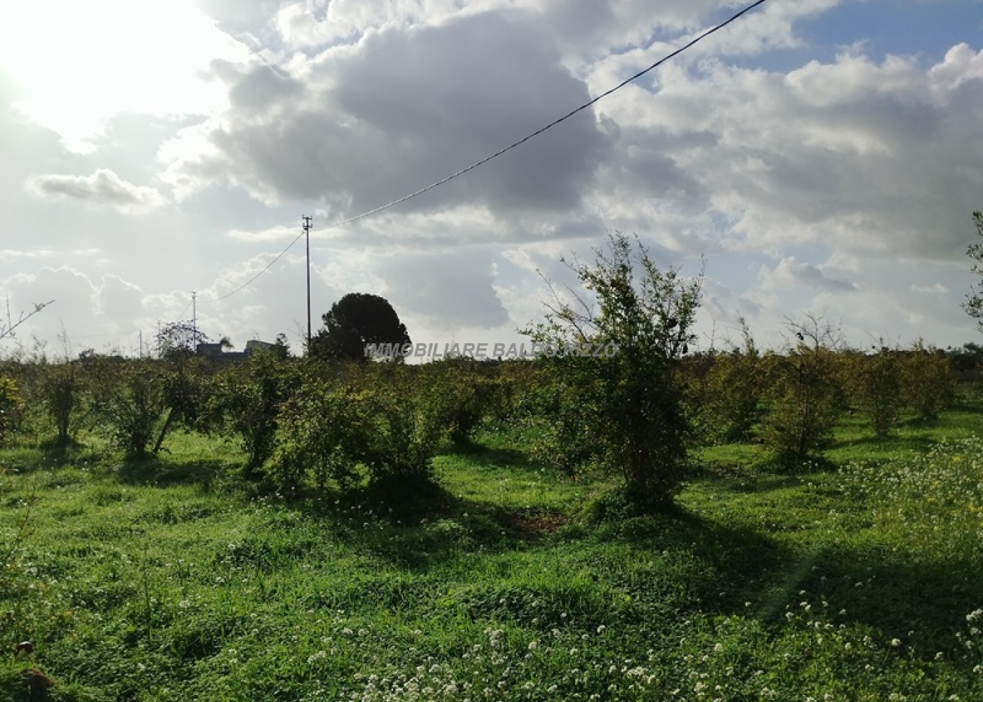 Viale Maranzano 36, 91026, ,Terreno agricolo,In vendita,Viale Maranzano 36,1570